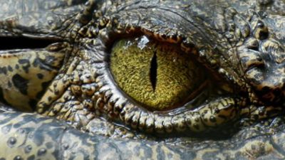 ¿Cuáles son los animales más peligrosos del mundo?