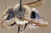 Hallan ejemplares de la ‘abeja azul’, una especie extremadamente rara que se creía extinta