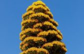 Florece tras 30 años de espera el Agave gigante caribeño de Tenerife