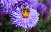 Día Mundial de las Abejas