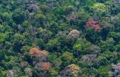 Los científicos identifican un punto de inflexión de temperatura para los bosques tropicales
