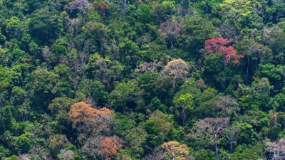 Los científicos identifican un punto de inflexión de temperatura para los bosques tropicales