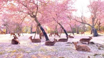 Ciervos aprovechan la cuarentena humana para descansar bajo los cerezos en parque de Japón