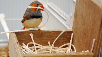 Este pájaro construye su nido en función de sus primeras vivencias