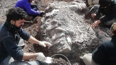 Hallaron dinosaurios y una extraordinaria diversidad de fósiles en Santa Cruz