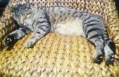 Curiosidades sobre el sueño de los gatos