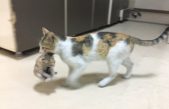 Una gata preocupada entra en Urgencias de un hospital y deja a su gatito enfermo a los pies de los médicos