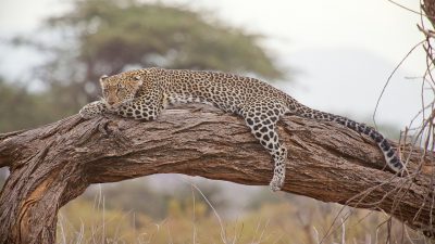 Día Mundial del Patrimonio Africano