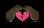 Un patrón cerebral rige la formación de pareja
