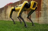 Skynet acecha: los perros de Boston Dynamics ya pueden pastorear ovejas