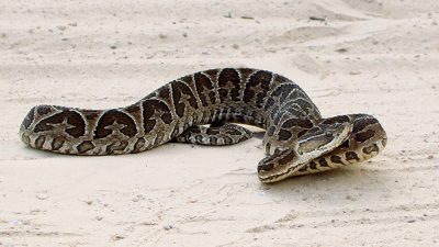 Desarrollan un tratamiento contra la mordedura de serpientes hemotóxicas