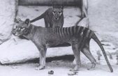 Se encuentra un vídeo perdido de una grabación de un animal extinto: el tigre de Tasmania