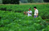 ¿Cómo una planta ancestral de América Latina llegó a ser el segundo cultivo comercial más importante de Asia?