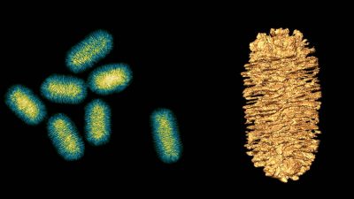 Cómo fabricar valiosos ‘nanotornillos’ de oro