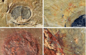 Los primeros parásitos conocidos vivieron hace 500 millones de años en China