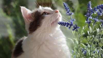 Olores que vuelven locos a los gatos