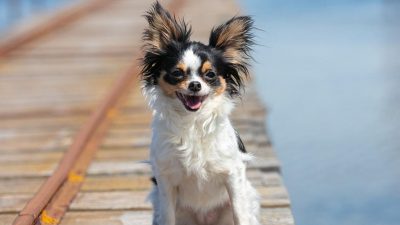 Las razas de perros más pequeñas del mundo