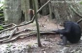 ¿Es este comportamiento una prueba de que los chimpancés tienen «cultura»?