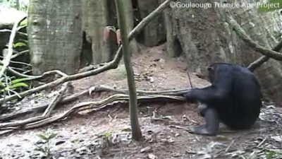 ¿Es este comportamiento una prueba de que los chimpancés tienen «cultura»?