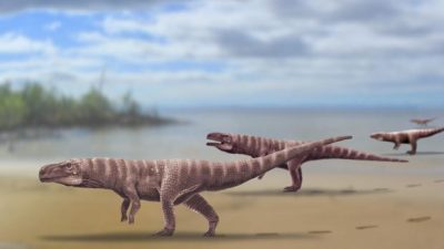 Cocodrilos gigantes caminaban sobre dos patas como los dinosaurios