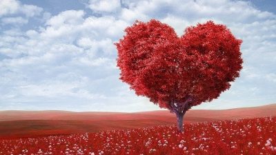La tierra que se trajo una persona que estaba de vacaciones en Noruega y facilitó los trasplantes de corazón