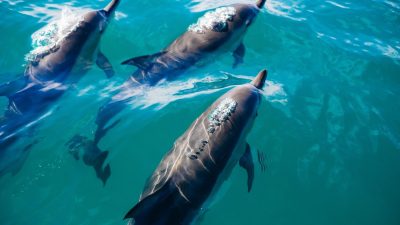 ¿Crees que solo los primates saben usar herramientas? Mira esto que hacen los delfines