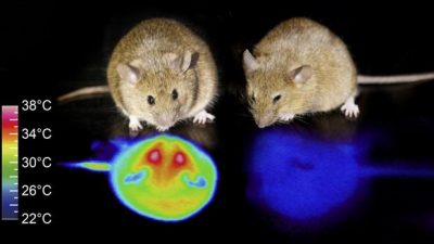 Más cerca de la hibernación humana: ya es posible conseguirlo en ratones