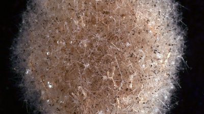 Se identifican organismos unicelulares gigantes a más de cuatro kilómetros de profundidad marina
