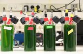 Descubren cómo obtener electricidad de las plantas