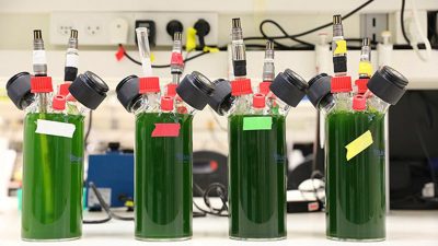Descubren cómo obtener electricidad de las plantas
