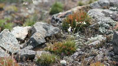 La quema de carbón en Siberia provocó un cambio climático hace 250 millones de años