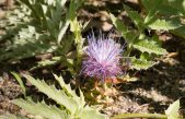 Florece una planta en peligro de extinción nueve años después de su plantación