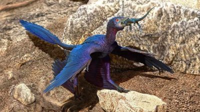Científicos israelíes identifican la primera prueba de muda de plumas en un dinosaurio volador