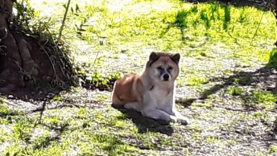 Día Mundial del Perro