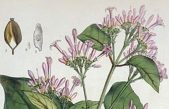 Las plantas que cambiaron el curso de la Historia