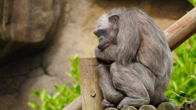 Las canas de los chimpancés no son reflejo de su edad