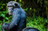 Día Mundial del Chimpancé