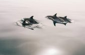 Día Mundial de los Delfines en Cautiverio