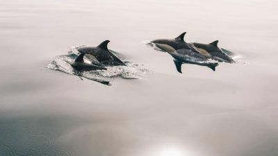 Día Mundial de los Delfines en Cautiverio