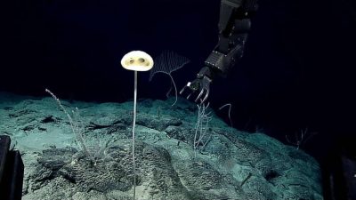 Hallan una nueva especie de esponja que parece un alienígena adorable