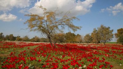 El desierto del Néguev floreció hace 1,6 millones de años