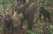 Así son los gorilas del río Cross, la familia de primates que rara vez se ve en la naturaleza