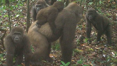 Así son los gorilas del río Cross, la familia de primates que rara vez se ve en la naturaleza