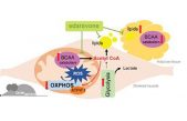 La obesidad también depende de la actividad de las mitocondrias del músculo