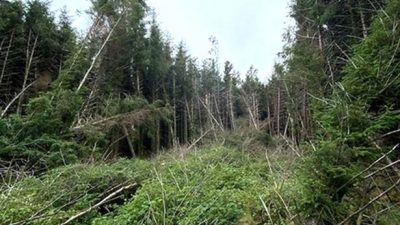 Un paseador de perros encuentra un misterioso «lugar de aterrizaje de ovnis» en un denso bosque