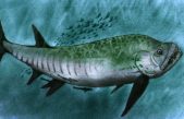 Descubrieron un pez gigante fósil de 70 millones de años en la Patagonia