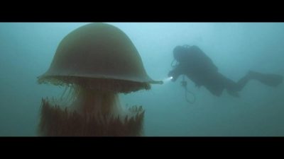 El veneno de esta medusa gigante tiene en vilo a los científicos