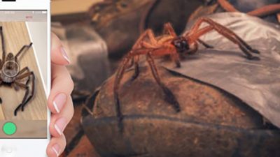 Critterpedia, un Shazam para identificar arañas y serpientes en Australia con una sola foto