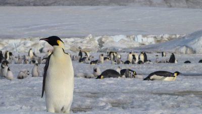 Descubiertas nuevas colonias de pingüinos desde el espacio