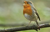 Xeno-canto: Más de 500.000 grabaciones de cantos de pájaros